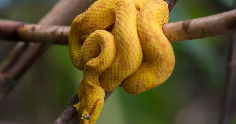 Costa Rica - Part II.a (Cahuita Flora Y Fauna)
