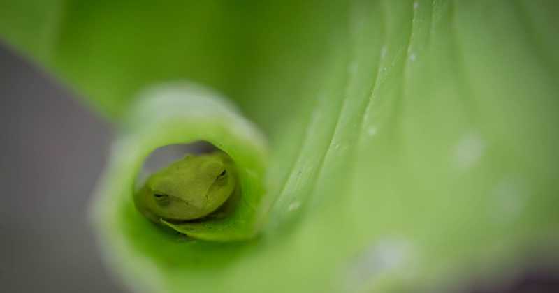 Costa Rica - Part III (Arenal)