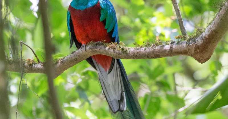 Costa Rica - Part IV.b (Resplendent Quetzal)