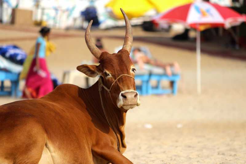 Cow On The Beach