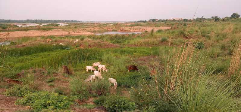 Cows In The Field
