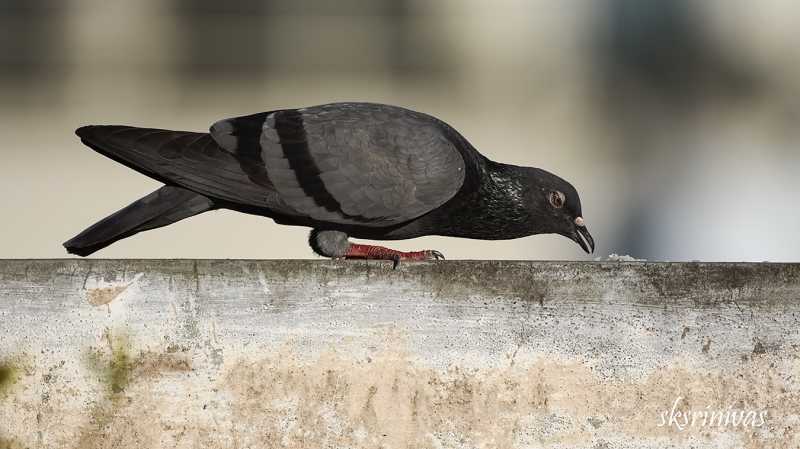 Credo Of The Solitary Birder.