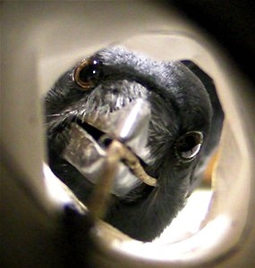 Cricket - This Is How It Started.