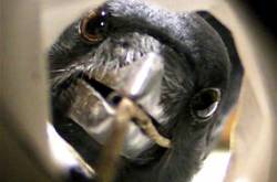 Cricket - this is how it started.