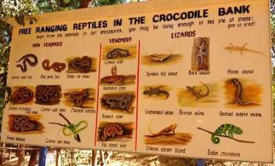 Crocodile Park In Chennai
