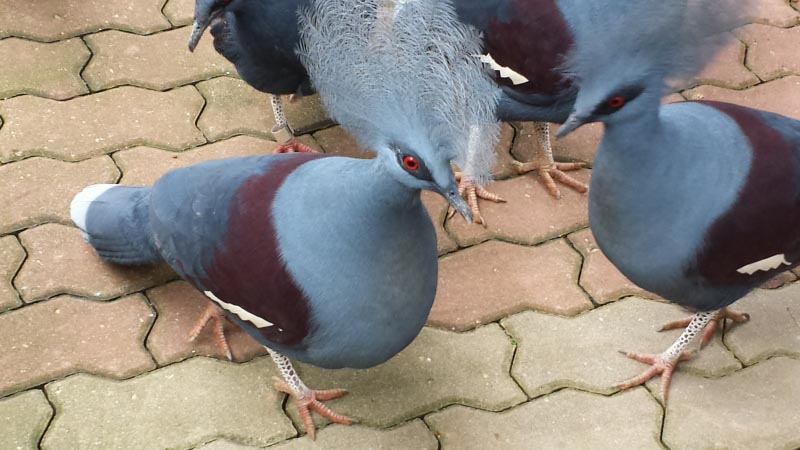Crowned Pigeons @ Jurong