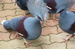 Crowned Pigeons @ Jurong