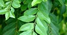 Curry Leaves Benefits