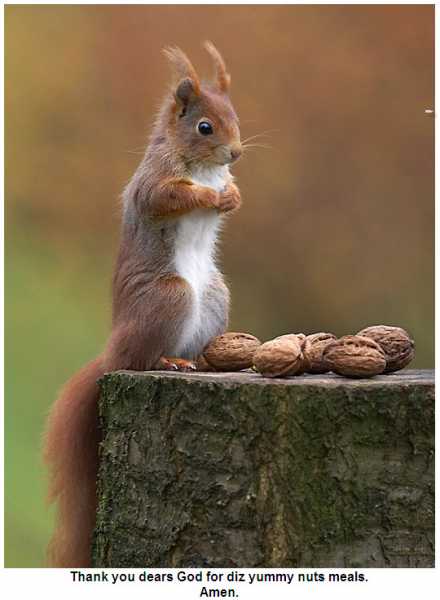 Cute Squirrels Doing Cute Things