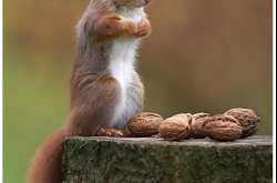 Cute Squirrels doing cute things