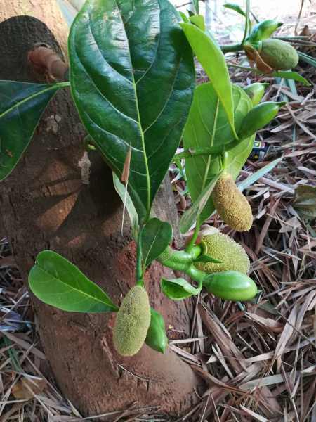 Cute Photo Story #31 The Rude King