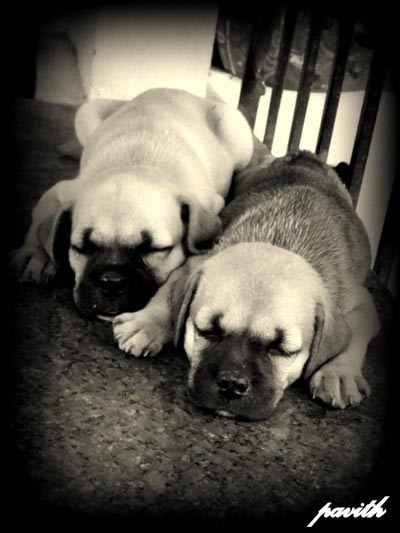 D - DAD ( AN OPEN LETTER ) #A2ZCHALLENGE