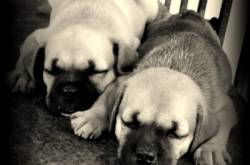 D - DAD ( AN OPEN LETTER ) #A2ZCHALLENGE