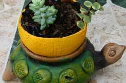 DIY: Recycled Planter
