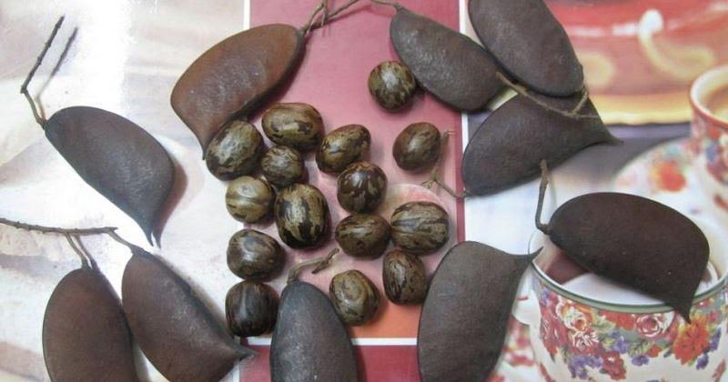 DIY : Table Centerpiece With Seed Pods ....