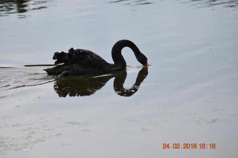 DNA = Diversity is Nature’s Agenda