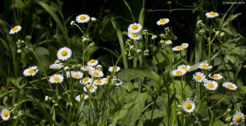 Dachigam National Park