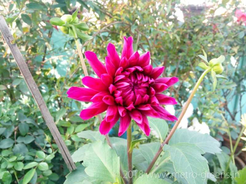 Dahlia Delights
