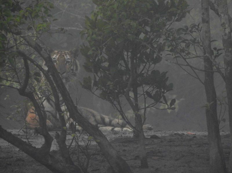 Dakhin Rai (Tiger God) From Sunderbans