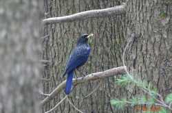 Dalhousie & Dharamshala: Bird and butterfly list (June 2016)