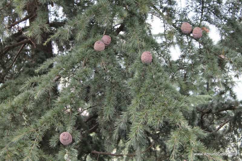 Dalhousie Trip Itinerary And Attractions