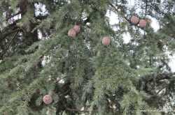 Dalhousie Trip Itinerary and Attractions