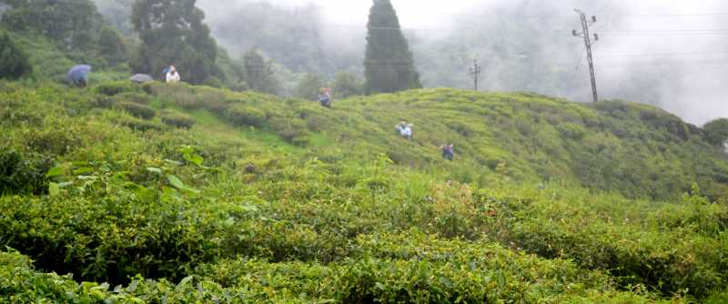Darjeeling Diary - The Happy Valley