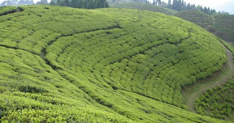 Darjeeling Trip: Toy Trains To Tea Estates
