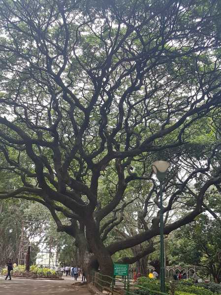 Dark & Remarkable Branches #ThursdayTreeLove