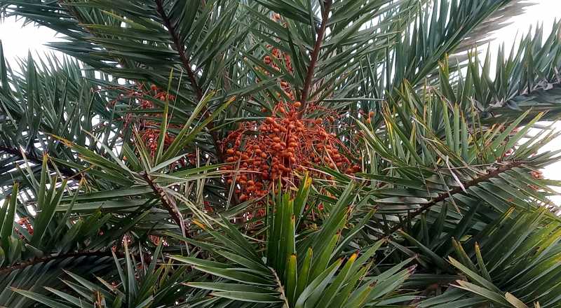 Date Palm