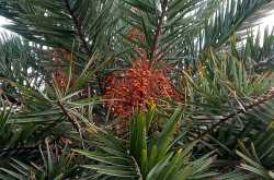 Date Palm