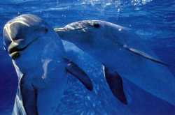 date with dolphins