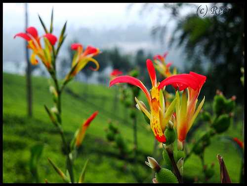 Day 13: Flowers And Tea