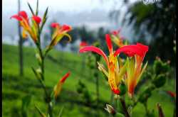 Day 13: Flowers and Tea