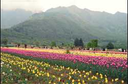 day 15: tulip garden