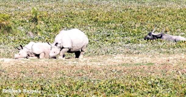Day 7 - Kaziranga To Shillong