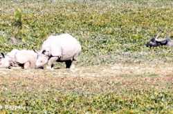 Day 7 - Kaziranga to Shillong