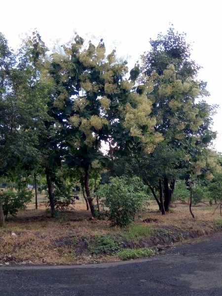 Day Temperature In My Wardha City