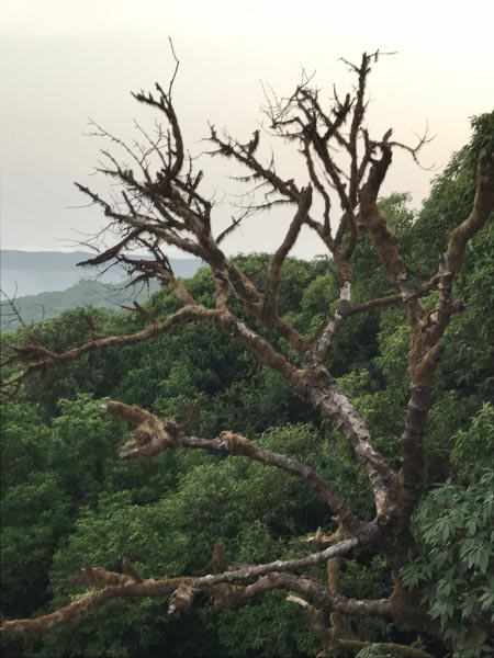 Dead Beauty#ThursdayTreeLove | Mumbai On A High