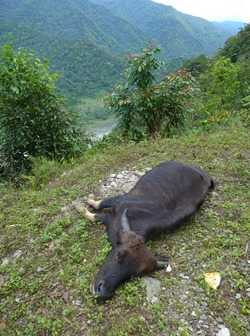 Death In The Hills-the Tragedy Of The Mithun Deaths