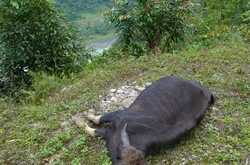 Death in the hills-the tragedy of the mithun deaths