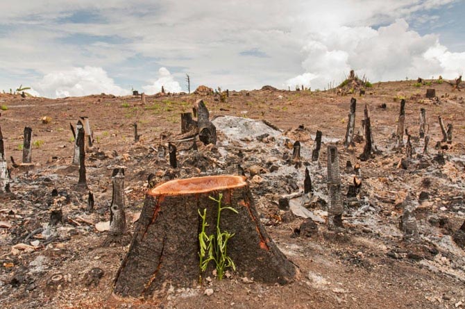 Deforestations And Its Effects