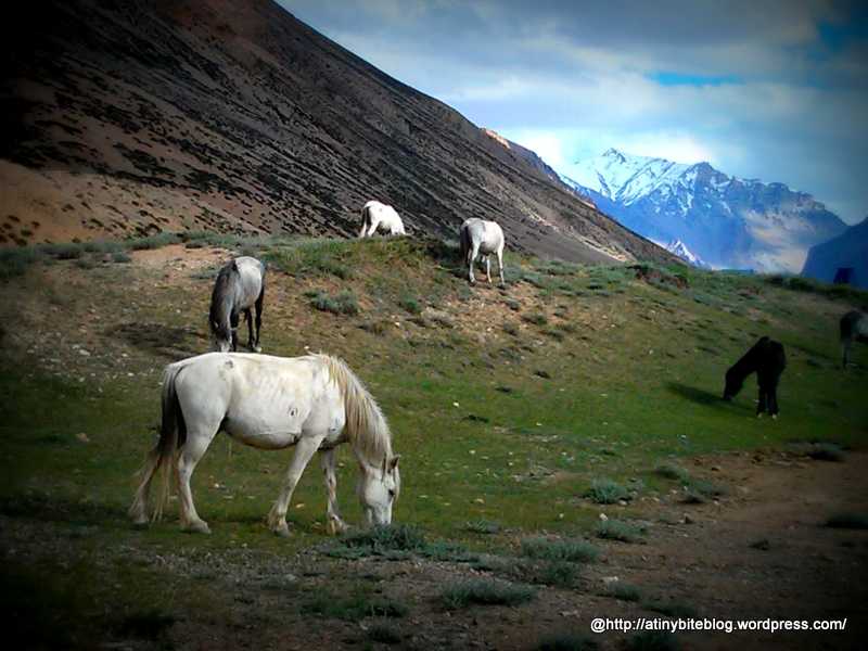 Delicacy From The Land Of Saffron