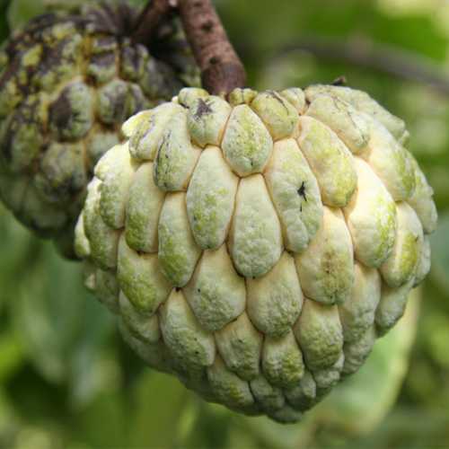 Deliciously Attracting Fruit - The Custard Apple!