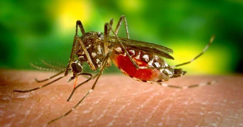 Dengue Fever - Protection And Cure 
