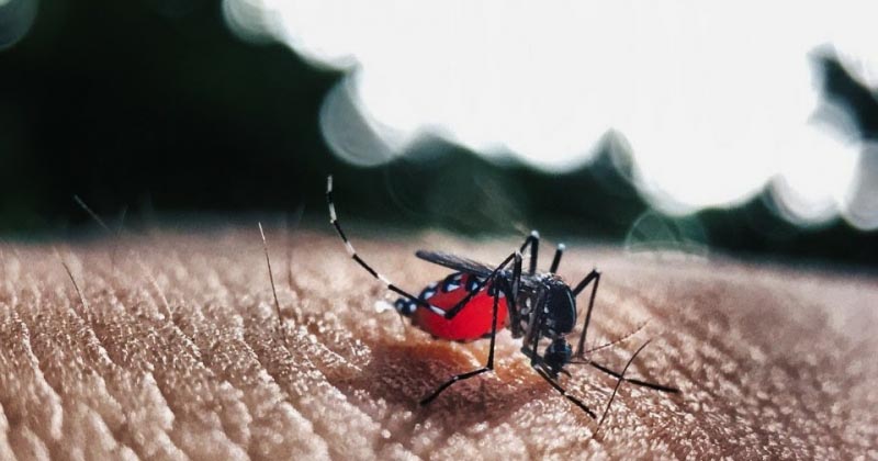 Dengue Fever Symptoms, Prevention & Treatment | Health Tips