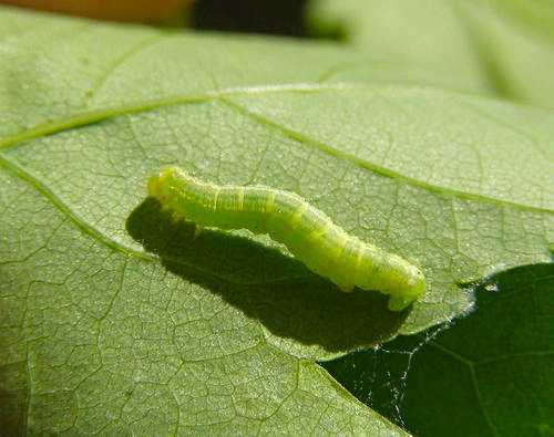 Depicable? No; Useful And Beautiful - The Caterpillar!