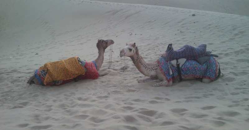 Desert Journey In Jaiselmer