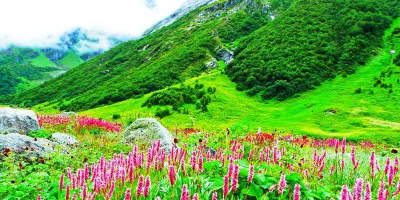 Details About Valley Of Flowers In Uttarakhand - National Park