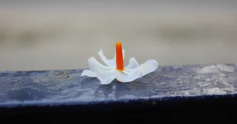 Dew-dipped Memories Of Mahalaya 